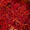 Oudgasm Smoky Oud | 07