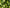 Bergamot