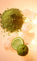 Freedom Musk Matcha | 45